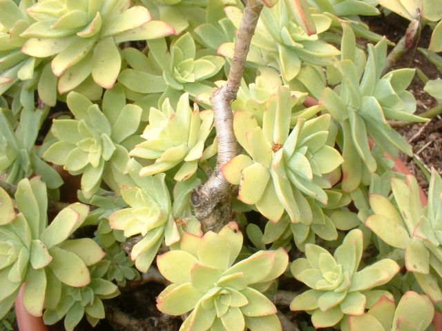 sedum palmeri